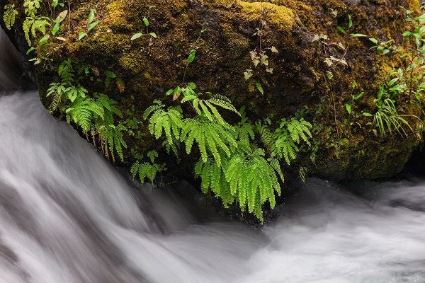 Jones, Adam 아티스트의 Stream and maidenhair ferns-Columbia River Gorge-Oregon작품입니다.